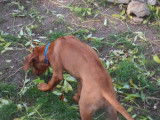 Chiot Rhodesian Ridgeback mâle à vendre