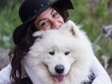 De race Samoyède disponible pour saillie