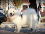 De race Samoyède disponible pour saillie