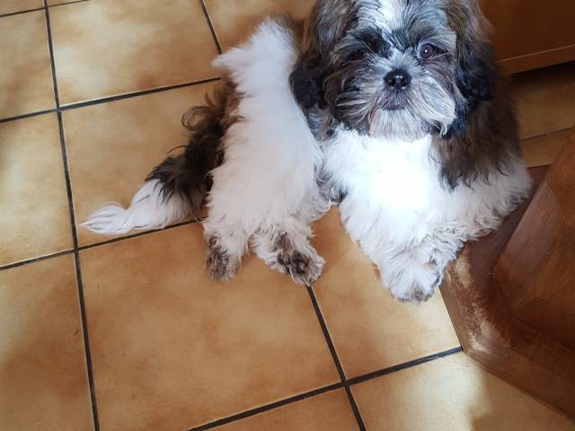 Chiot Shih Tzu Mâle à Vendre Petite Annonce Chien