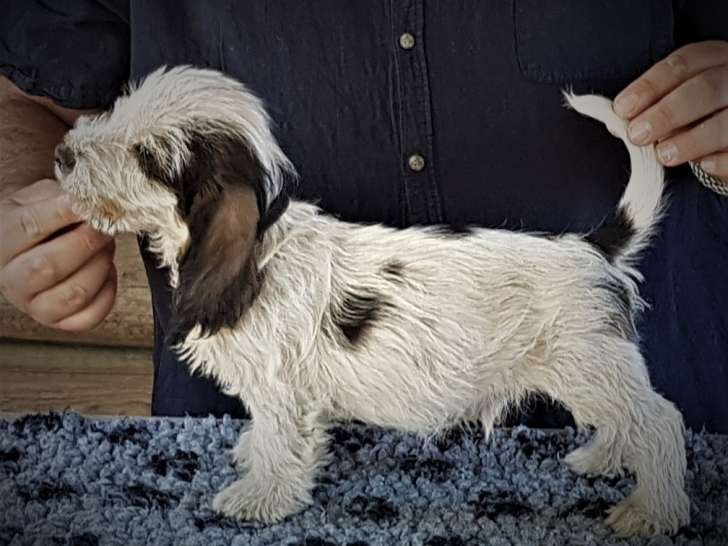 Superbes Petits Bassets Griffons Vendéens LOF