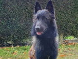 De race Berger Belge Tervueren disponible pour saillie