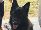 De race Berger Belge Tervueren disponible pour saillie
