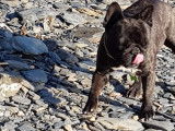 Bouledogue Français - Mâle bringé cherche femelle