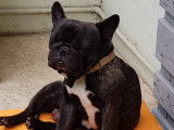 Bouledogue Français - Mâle bringé cherche femelle