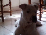Propose Dogue Argentin pour saillie