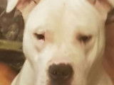 Propose Dogue Argentin pour saillie