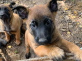 Chiots de race Berger Belge Malinois à vendre (2 mâles)