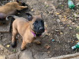 Chiots de race Berger Belge Malinois à vendre (2 mâles)