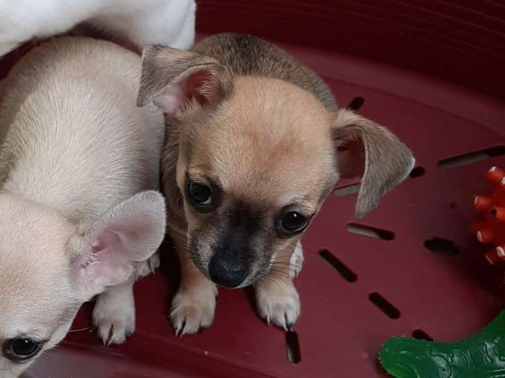 Chiots Chihuahuas mâles à vendre