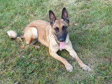 Chien adulte de type Berger Belge Malinois Mâle à donner