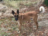 Chien adulte de type Berger Belge Malinois Mâle à donner