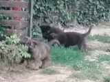 Chiots Berger Allemand ancien type