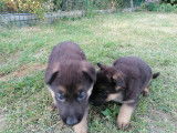 Chiots Berger Allemand ancien type
