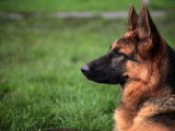 Chiots Berger Allemand ancien type