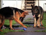 Chiots Berger Allemand ancien type