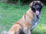Chiots Leonberg à réserver