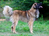 Chiots Leonberg à réserver