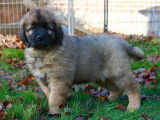 Chiots Leonberg à réserver