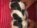Chiots de type Bouledogue Fran&ccedil;ais &agrave; vendre (1 femelle & 2 m&acirc;les)