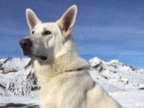 De race Berger Blanc Suisse disponible pour saillie