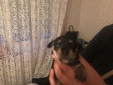 Chiots de type Pinscher Nain &agrave; vendre (3 femelles & 4 m&acirc;les)