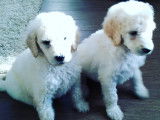 Chiots de race Caniche à vendre (7 mâles)