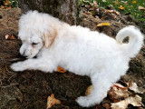 Chiots de race Caniche à vendre (7 mâles)