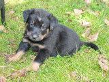Adorables chiots Beaucerons LOF &agrave; r&eacute;server