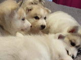 Chiots de type Husky Sibérien à vendre (1 femelle & 4 mâles)