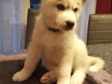 Chiots de type Husky Sibérien à vendre (1 femelle & 4 mâles)