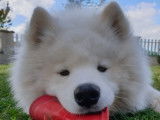 Samoyede LOF disponible pour saillie