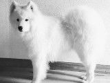 Samoyede LOF disponible pour saillie