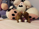 4 Caniches toys rouges à vendre