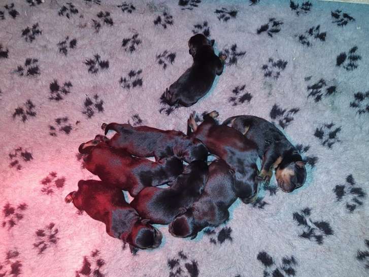 Chiots Rottweilers nés en octobre à réserver