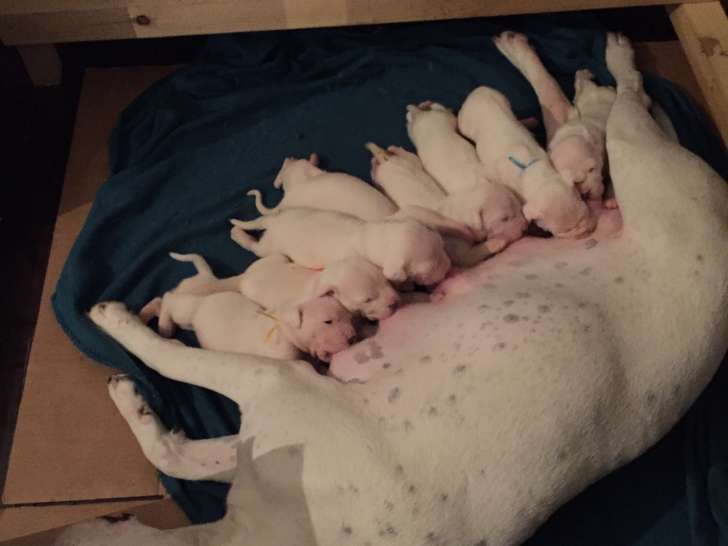 9 chiots Dogues argentins à vendre (4 Femelles & 5 Mâles)