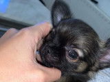 Chihuahua m&acirc;le poil long noir tachet&eacute; brun &agrave; vendre