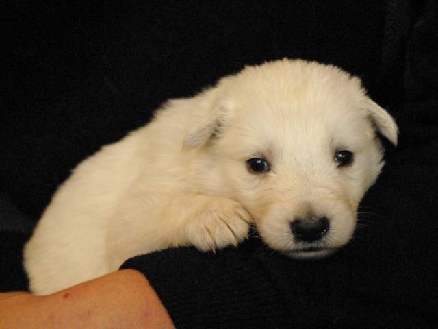 Chiots Berger Blanc Suisse à Vendre Petite Annonce Chien