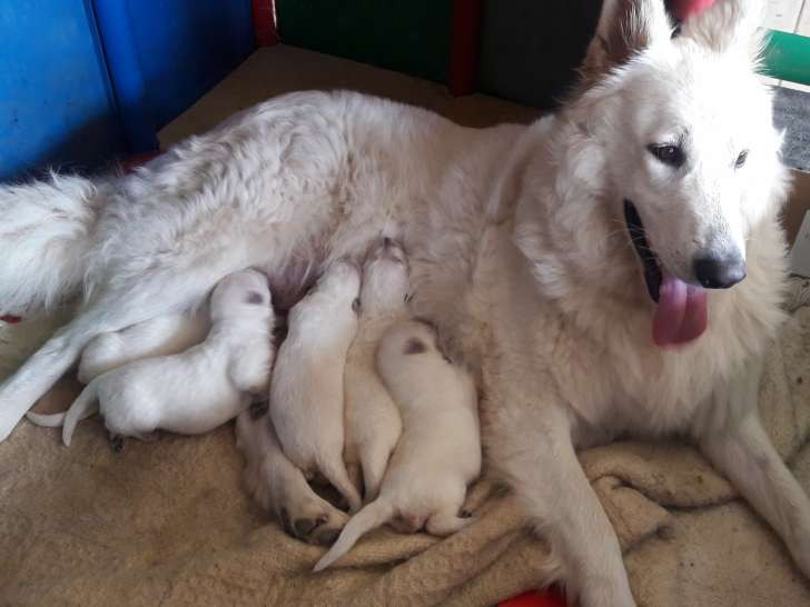 Baily et ses 5 chiots