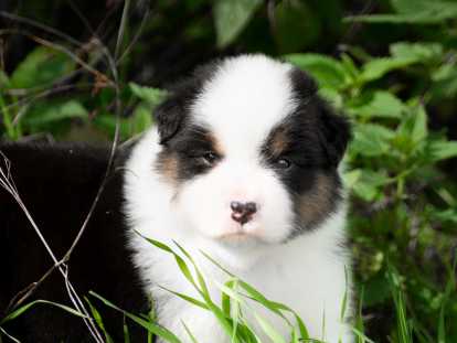 Chiots Bergers Australiens Nés En Août à Vendre Petite