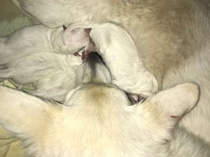 Chiots Bergers Blancs Suisses à Vendre Petite Annonce Chien