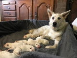 Chiots Bergers Blancs Suisses à vendre