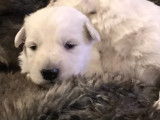 Chiots Bergers Blancs Suisses à vendre