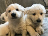 Chiots Bergers Blancs Suisses à vendre