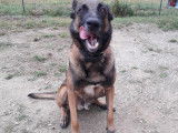 Chien adulte de type Berger Belge Malinois M&acirc;le &agrave; donner
