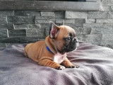 Bouledogue Francais de 2 mois à vendre