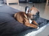 Bouledogue Francais de 2 mois à vendre