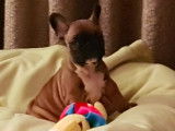 Bouledogue Francais de 2 mois à vendre