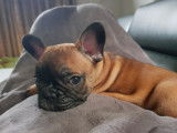 Bouledogue Francais de 2 mois à vendre