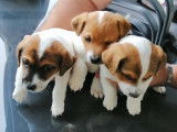 Chiots de type Jack Russell &agrave; vendre (4 m&acirc;les)